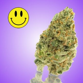 A close-up image of a Lemon Haze cannabis bud, showcasing its vibrant green and orange hues against a purple background with a smiling emoji.