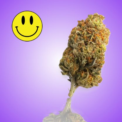 A close-up image of a vibrant Amnesia cannabis bud against a purple background, featuring a smiley face icon.